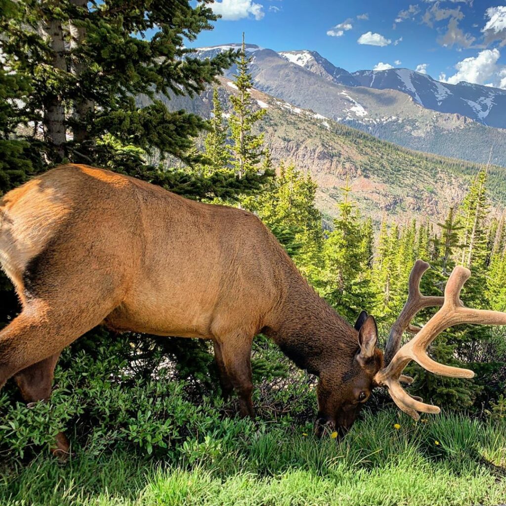 An elk grazes on grass at the side of the road with mountains in the background at Rocky Mountain National Park.