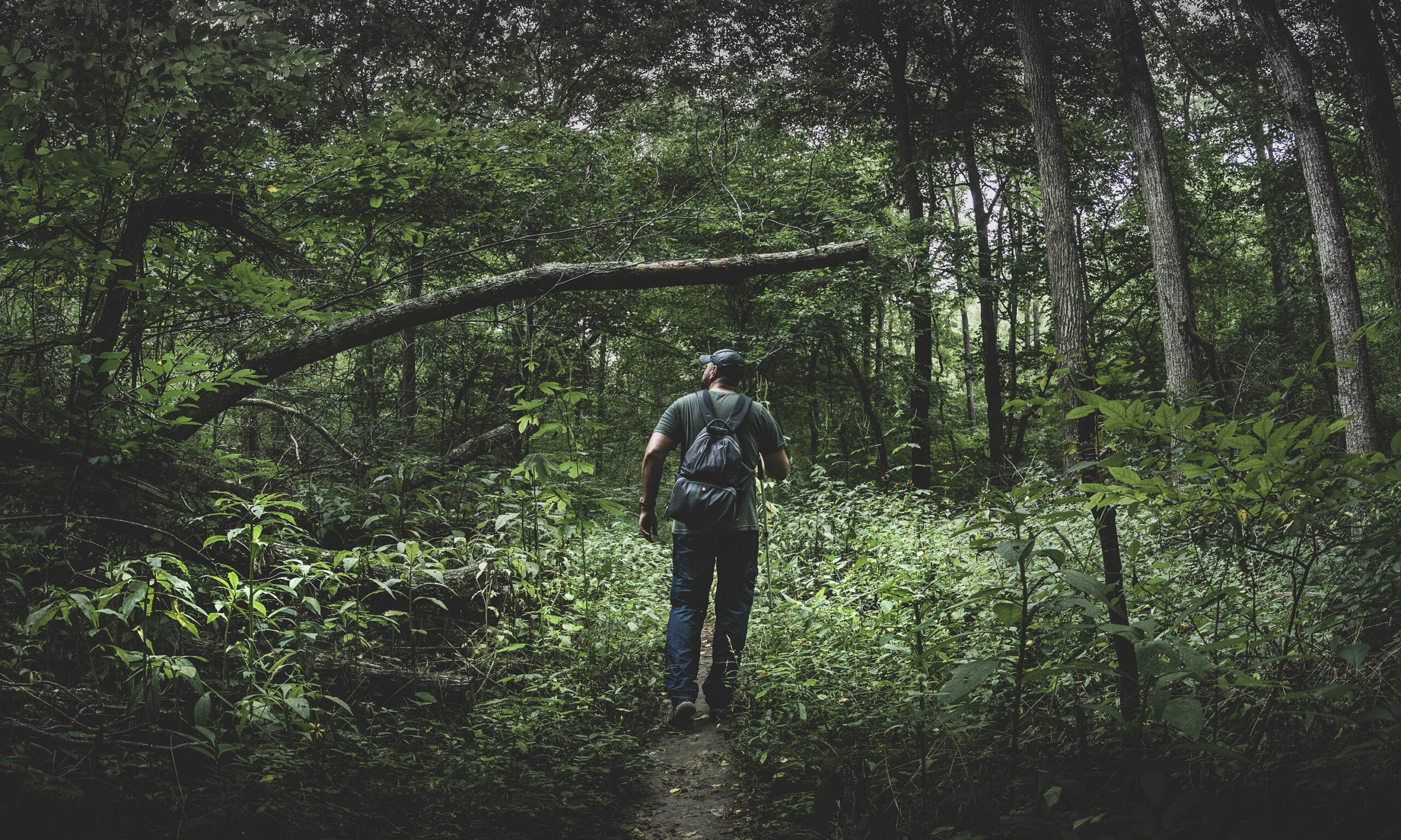 Man hiking through forest under a fallen tree on Trail 9, Taylor Ridge, at Brown County State Park, Indiana.