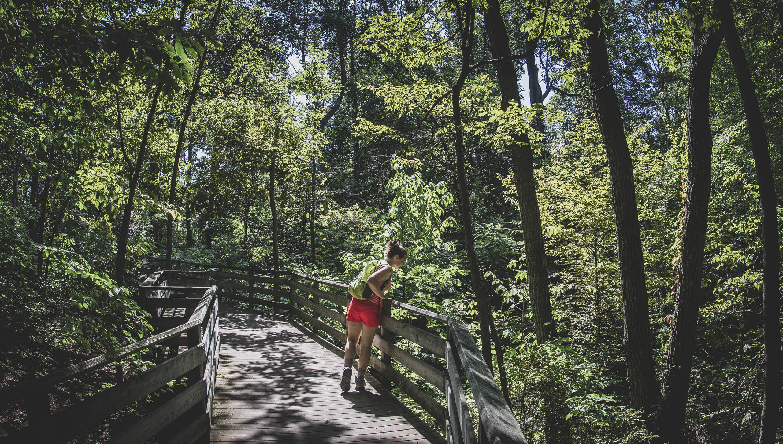 Woman hiker looking over edge of railing on boardwalk portion of Friends Trail, Brown County State Park, Indiana.